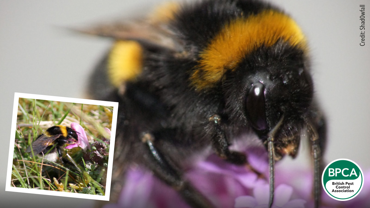 Small garden bumblebee Bombus hortorum identification in the UK Small garden bumblebee Bombus hortorum identification in the UK